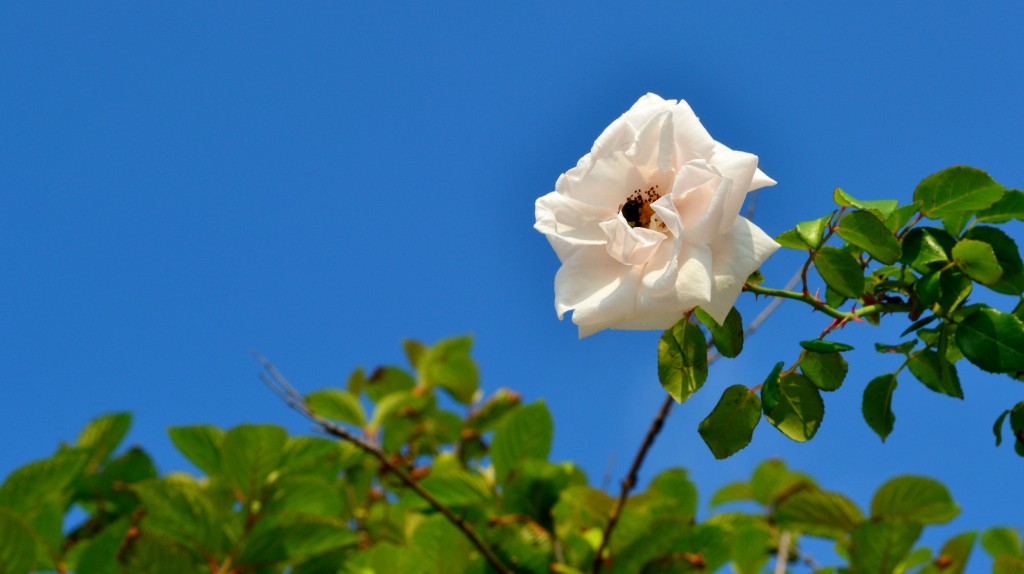 +110819 Flower at Cliff Walk