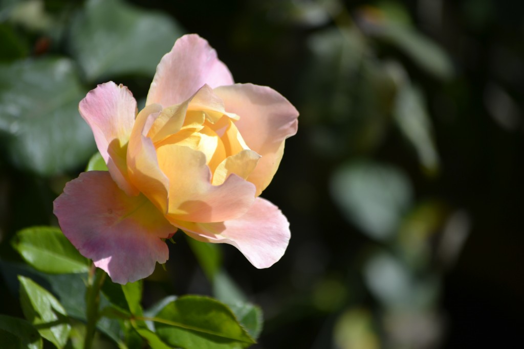 0928 Rose at the Perfume Factory