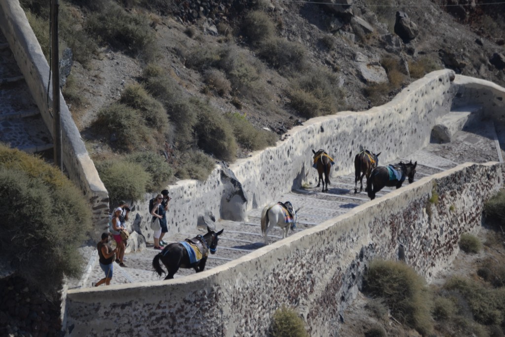 D5 Donkeys in Santorini