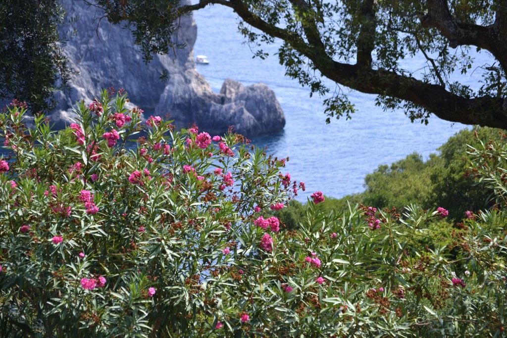 D4 Plants framing the Grottoes