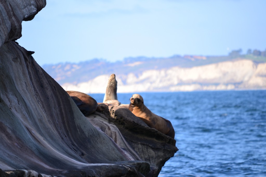 +120312 Seals on the South End of La Jolla Cove