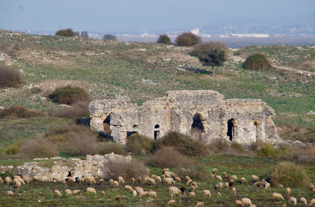 DSC_1072, Sheep in the Fields in front of the Nymphaion, Miletus