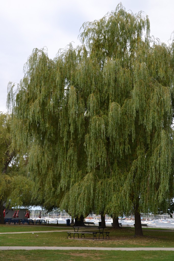 4 Willow Tree at the Willows, MA