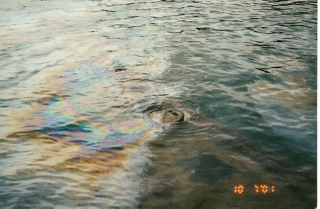 Oil Spill at Pearl Harbor
