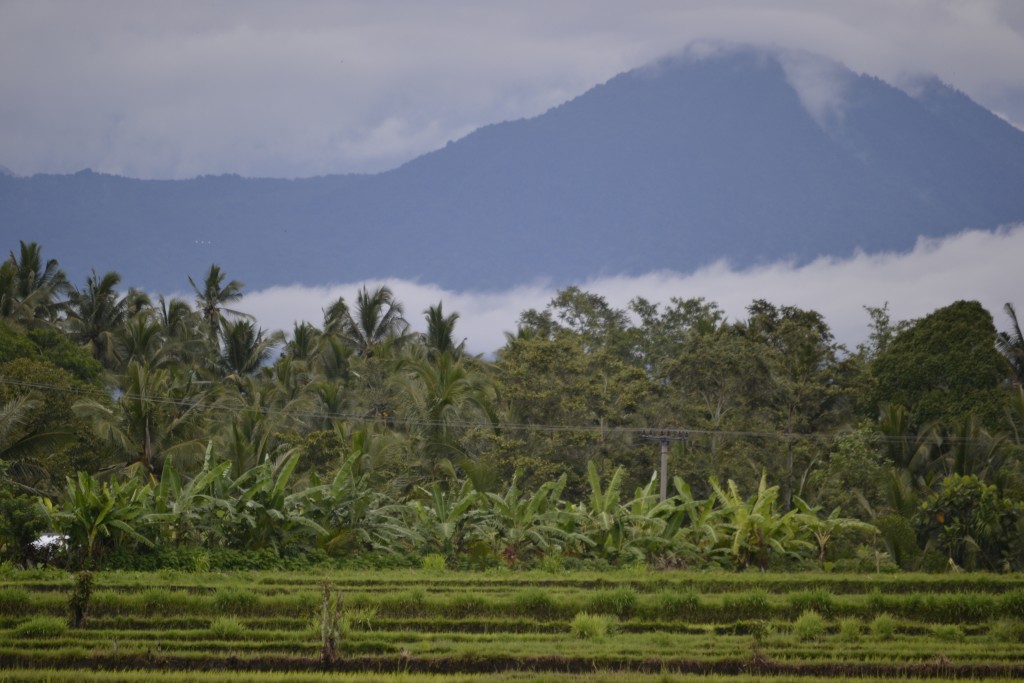 1-130101 Rice Fields in Bali