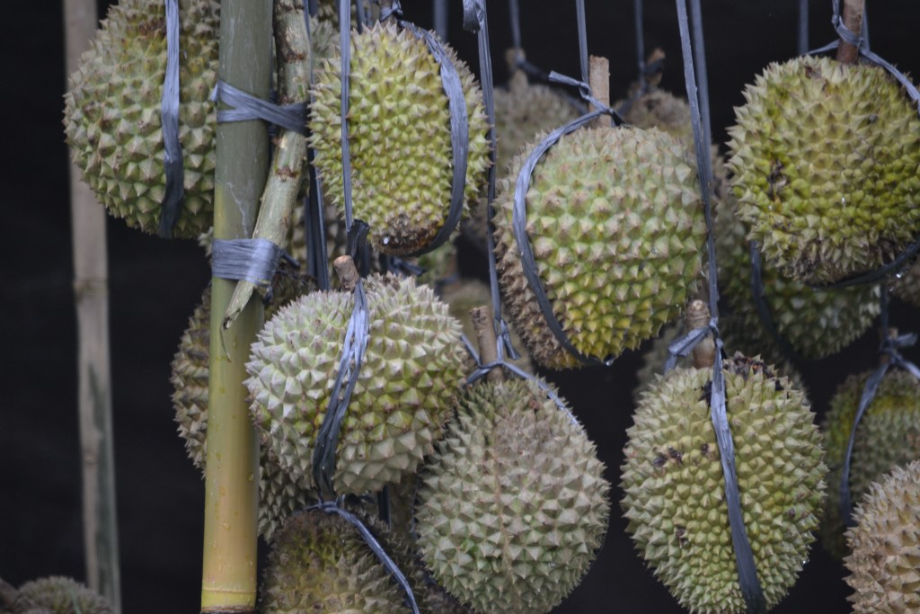 31 130101, D3 Season for Durian Fruit