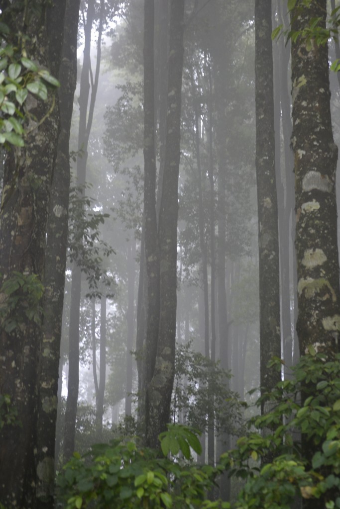 6 - D3 Balinese Rain Forest