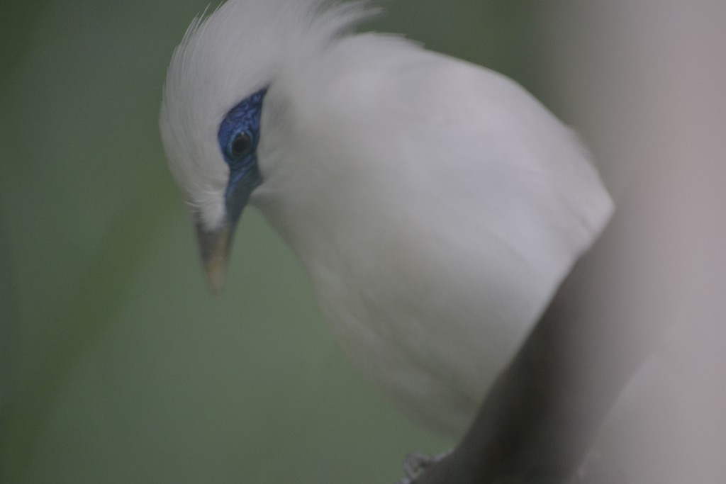 30 Bali Starling, Male