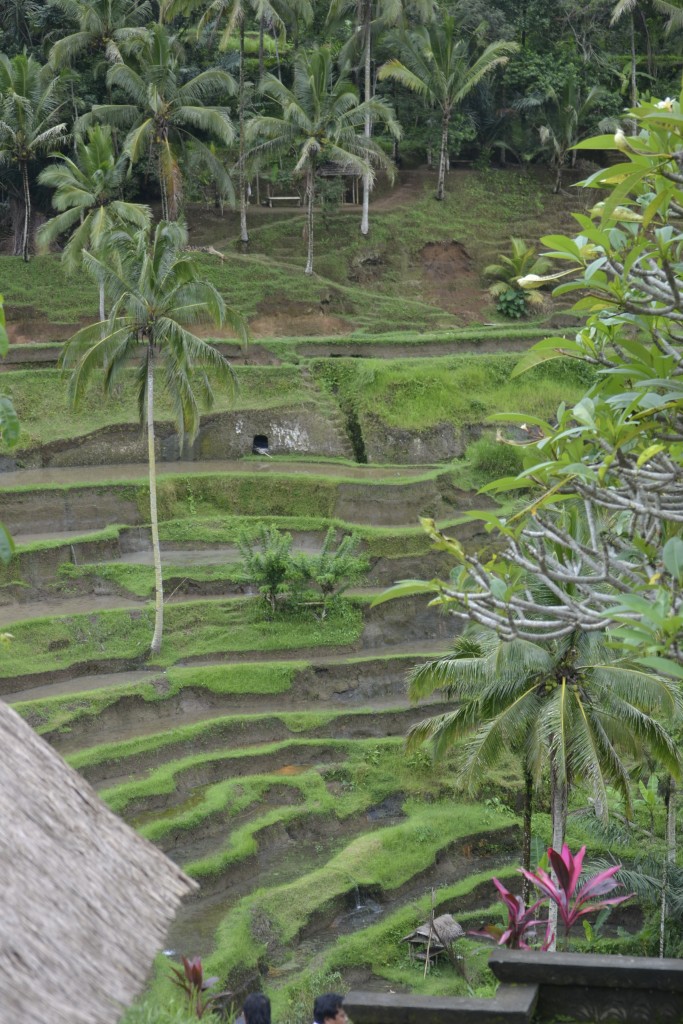 64 D8 Famous Rice Terraces near Ubud, 1.6.13