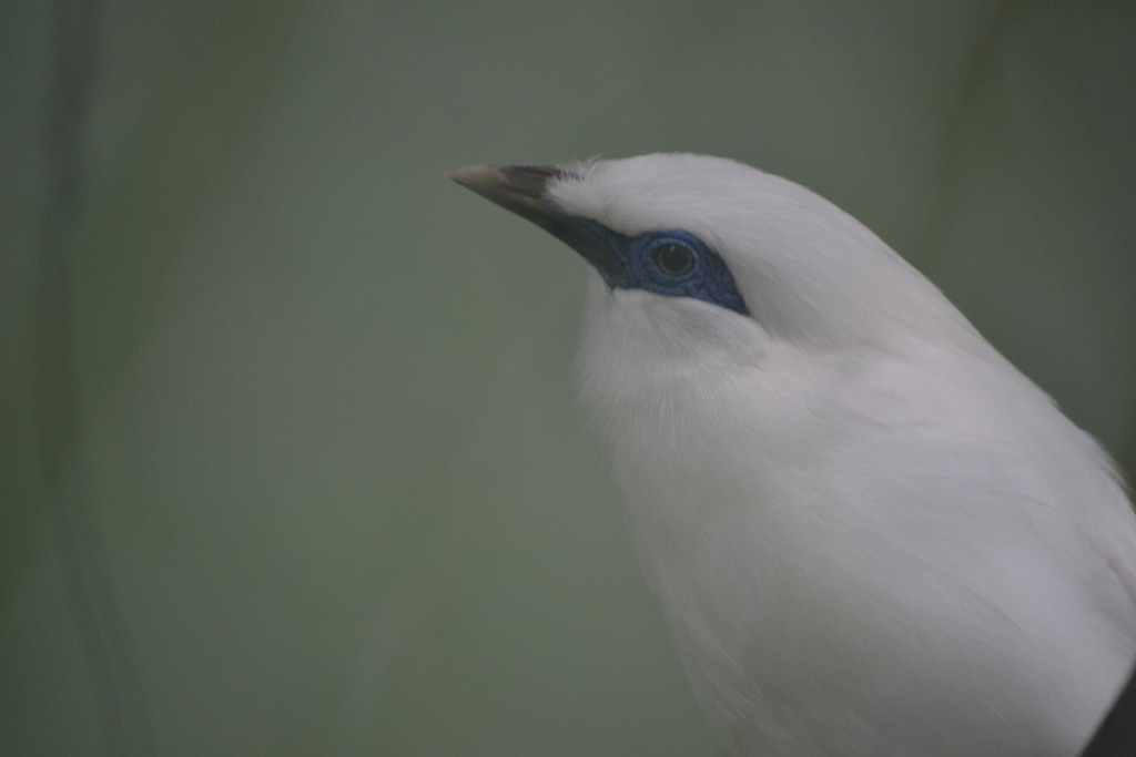 Bali Starling Female