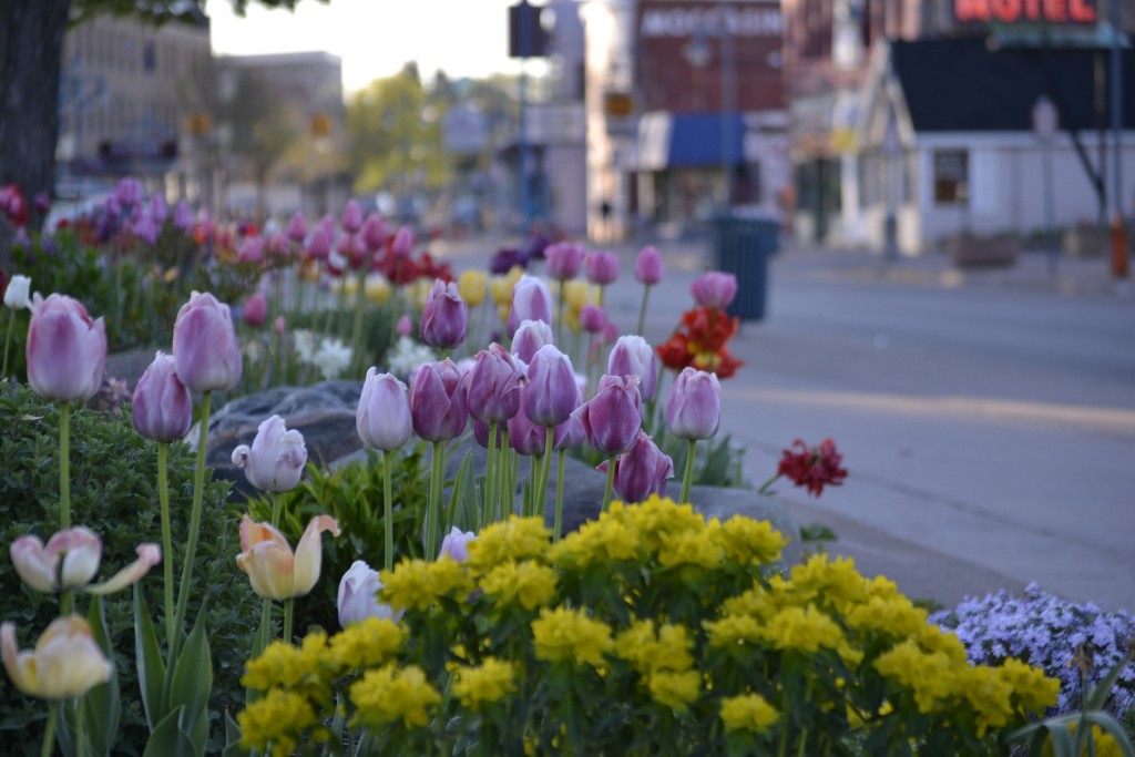 Flowers at the Soo Locks, Michigan