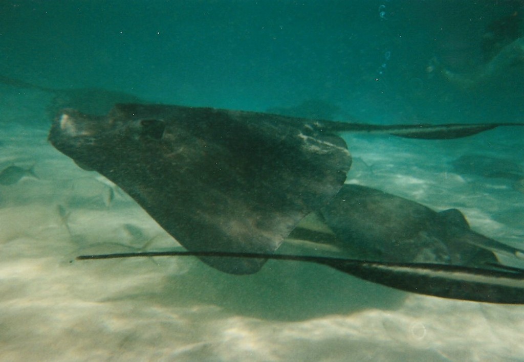 000 Stingrays, Grand Cayman