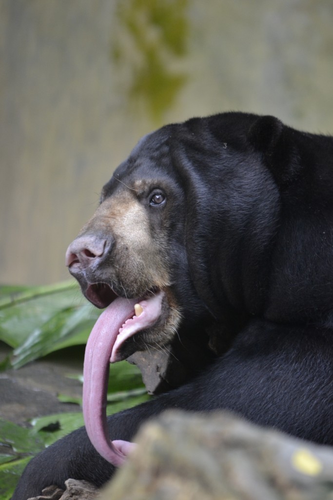 78 130107, D9 Sun Bear, Bali Zoo, 1.7.13