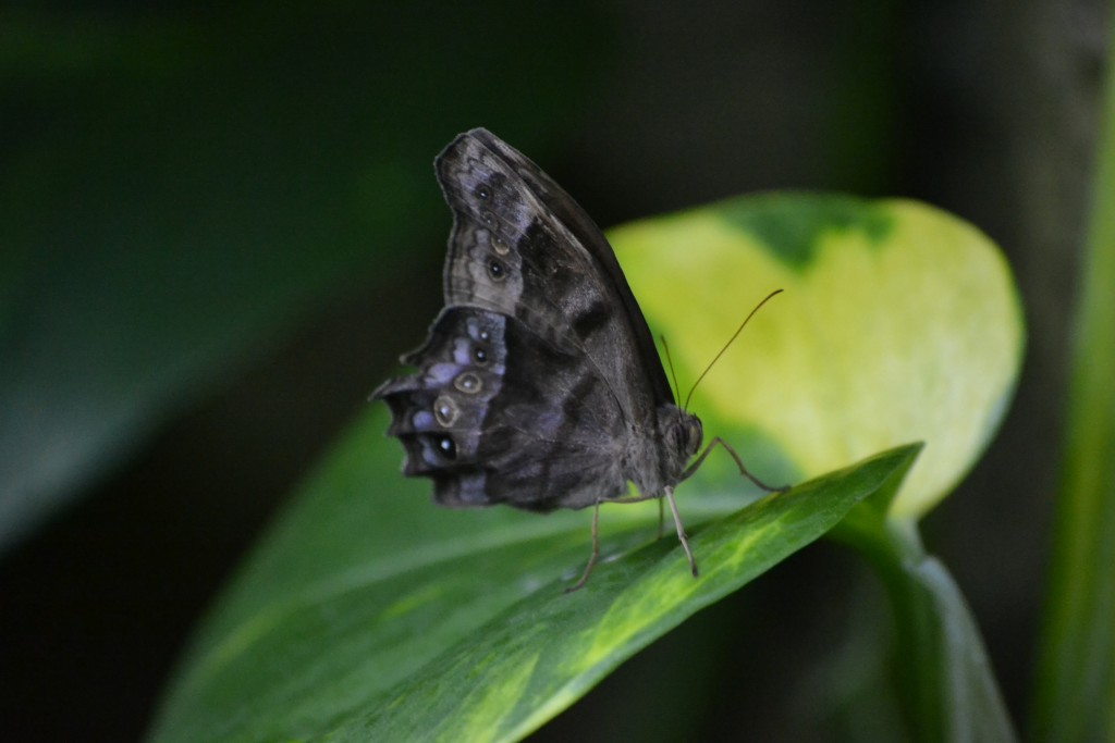 Beautiful Butterfly, 7.17.13