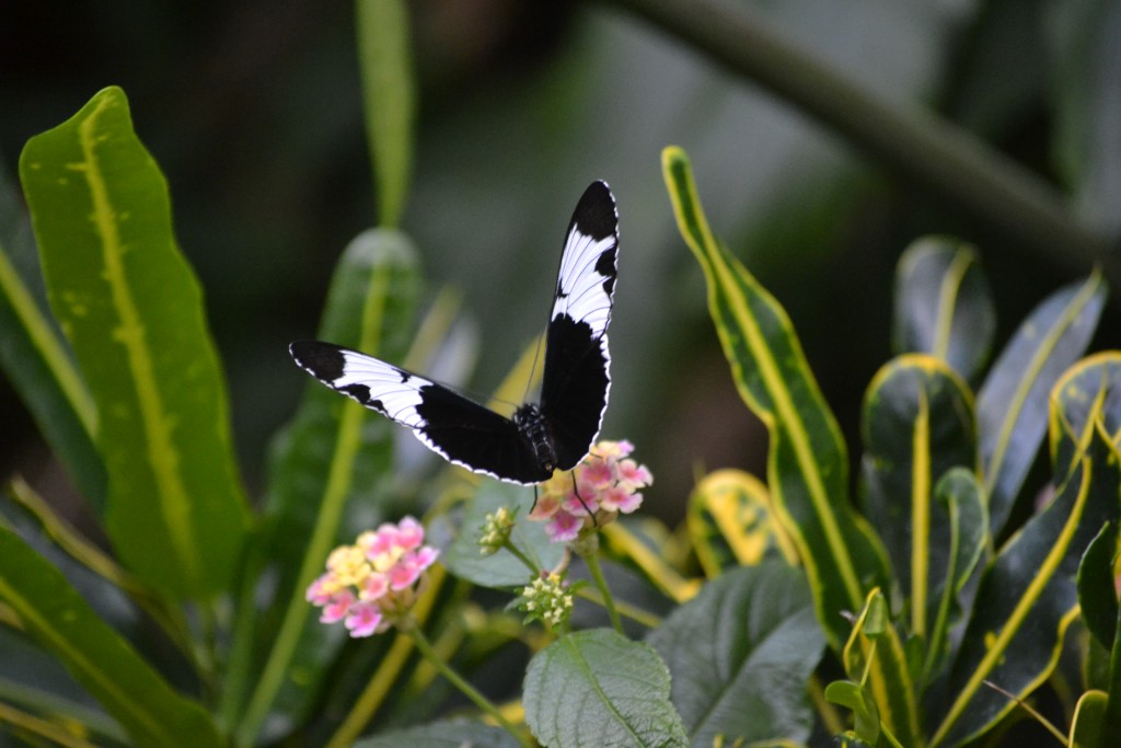 Black and White Butterfly 2013