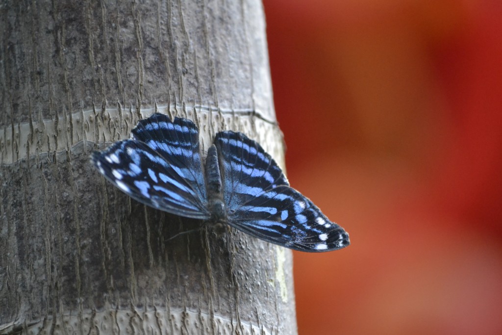 Butterfly at Conservatory, July 2013