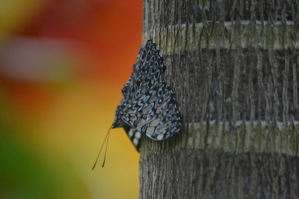 Camoflauge Butterfly with beautiful background, 2013