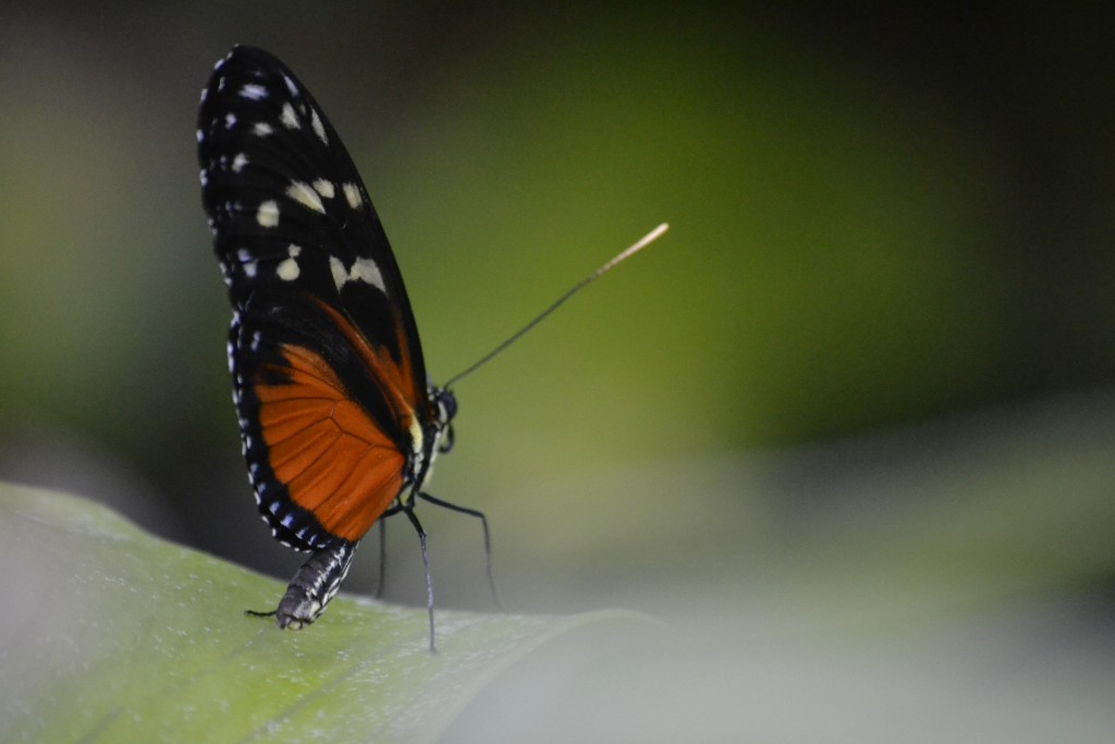 Cool Close up of Butterfly, July 2013