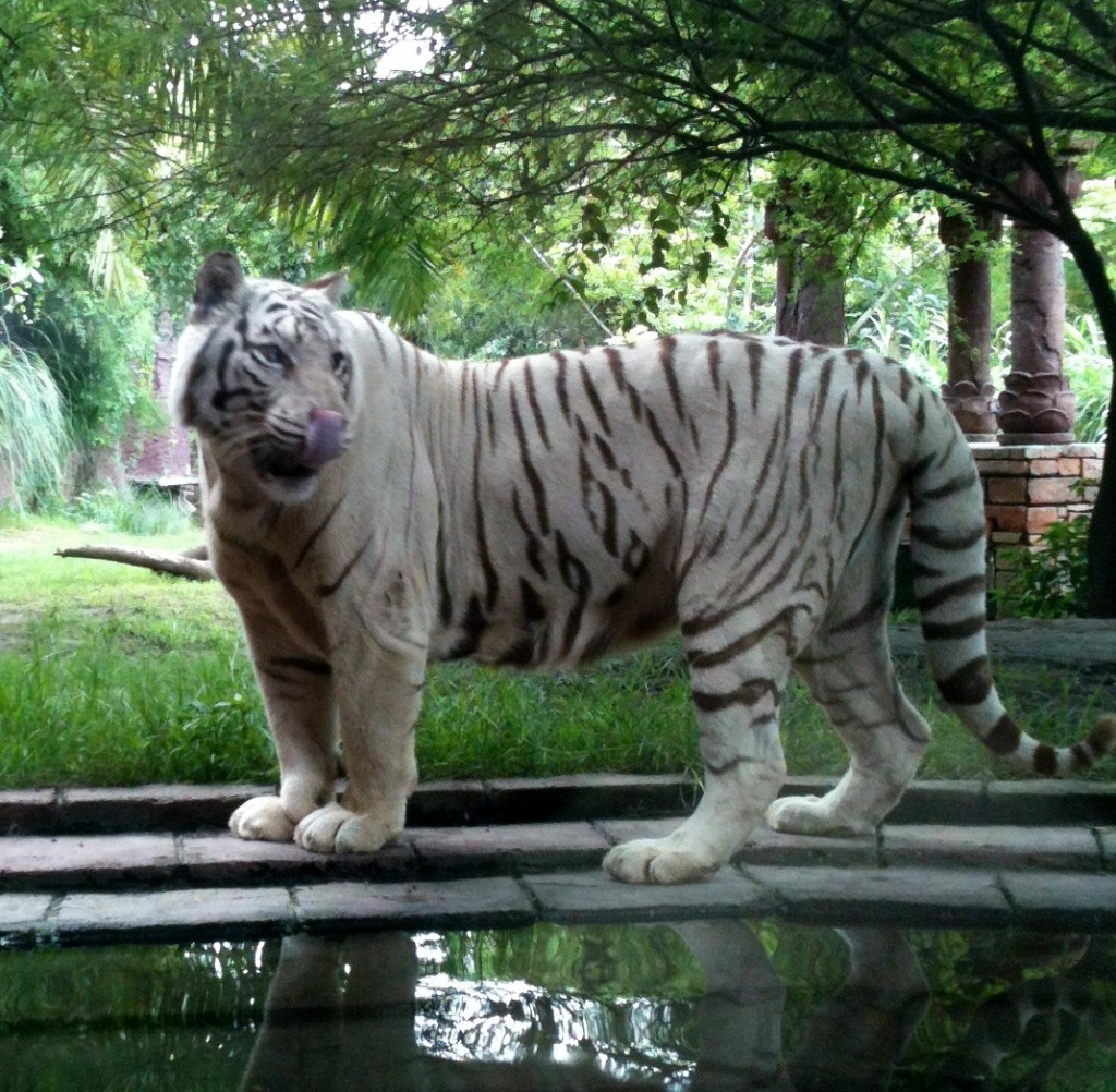 D9 Beautiful White Tiger, Safari, 1.7.13