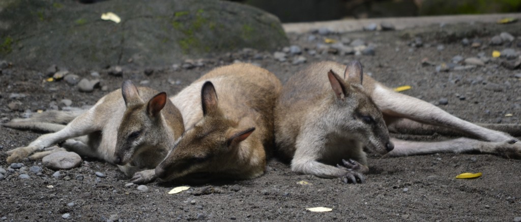 D9 Wallabys, Bali Zoo, 1.7.13