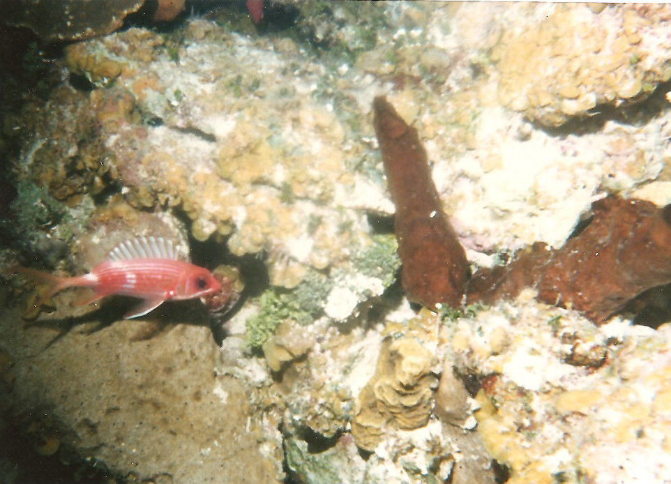 000, Eel, underwater photos