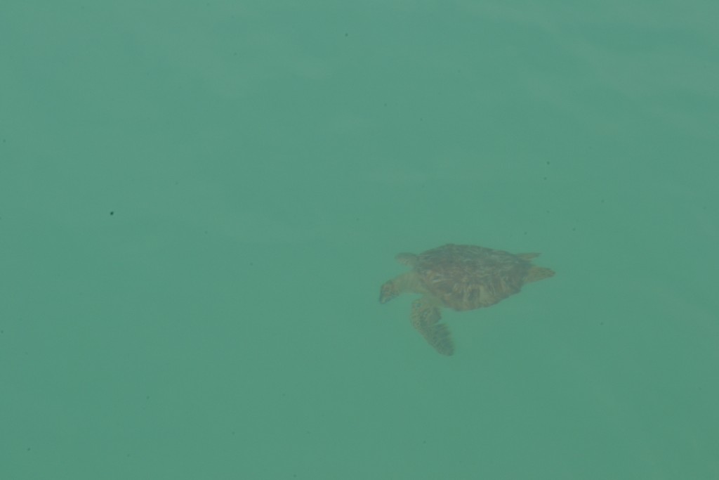11 Turtle, St. Maarten, 1.30.16