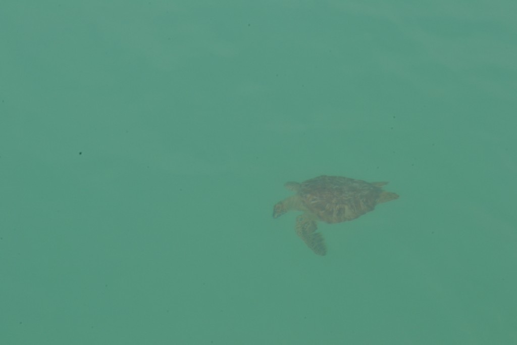 11 Turtle, St. Maarten, 1.30.16