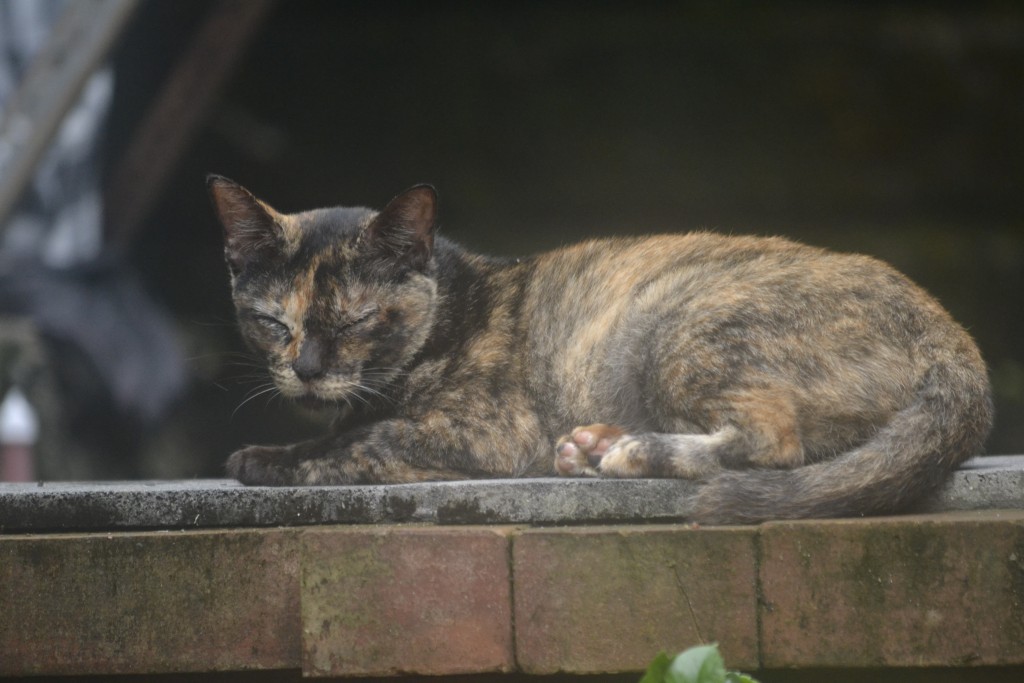 12 D11 Cat Guarding the Temple, 1.9.13