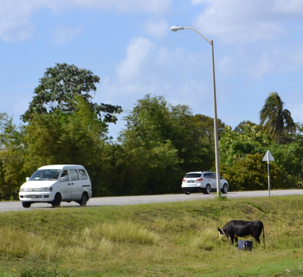 16 Random Cow along Roadway, Barbados, 1.27.16