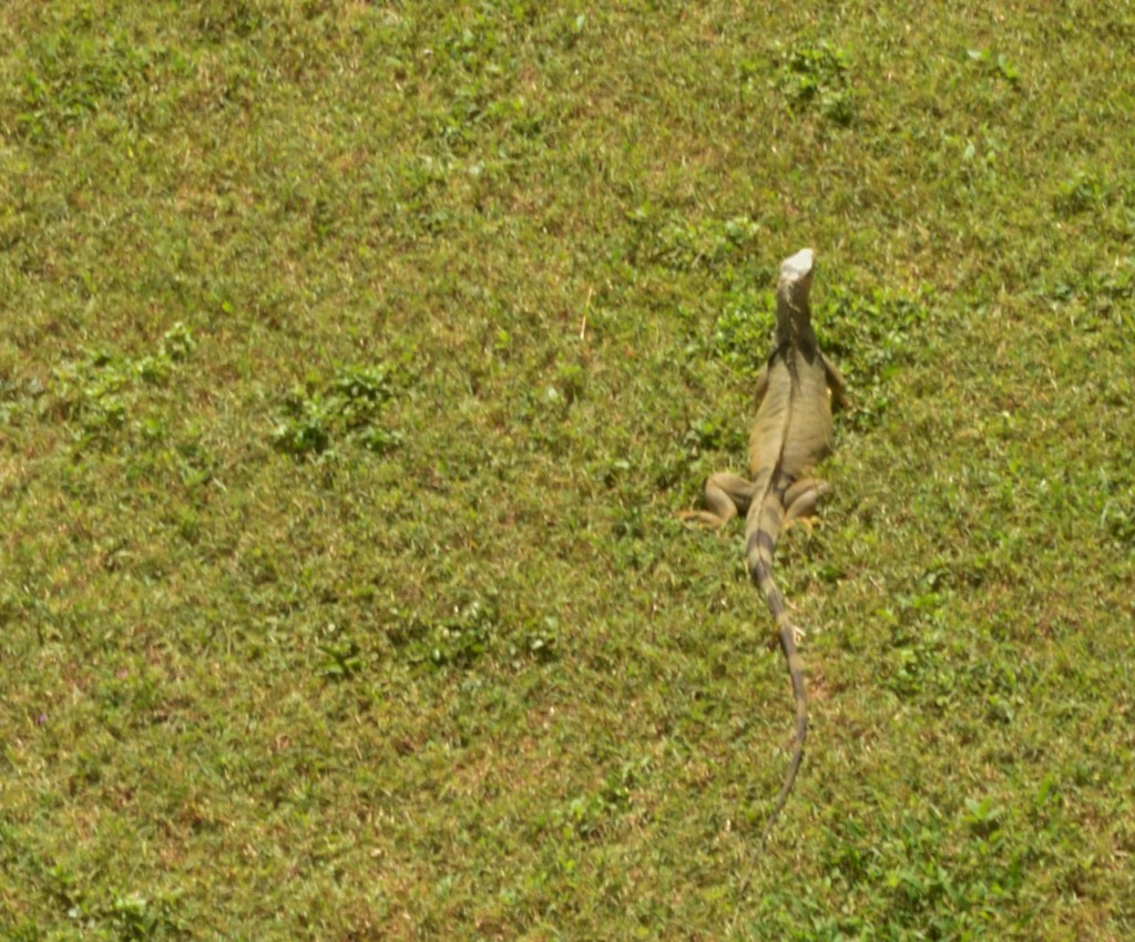 3 Iguanas on the El Morro Grounds, 1.31.16