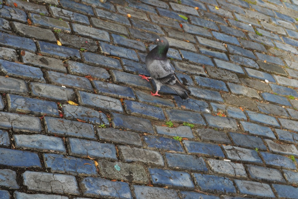 4 Blue Cobblestones, San Juan, PR, 1.24.16