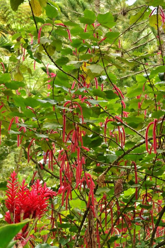 5 Chenille Plant