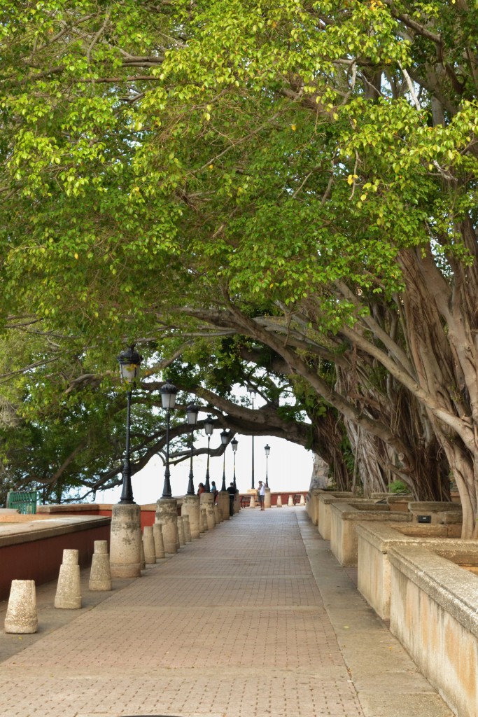 8 Tree-lined walkway along the bay, San Juan, PR, 1.24.16