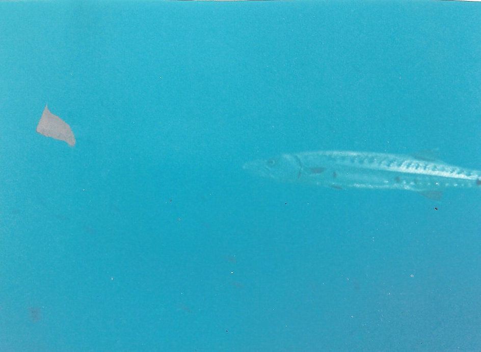 Barracuda