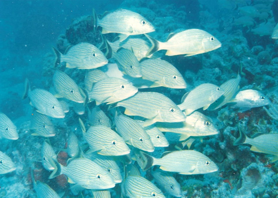 Big group of fish