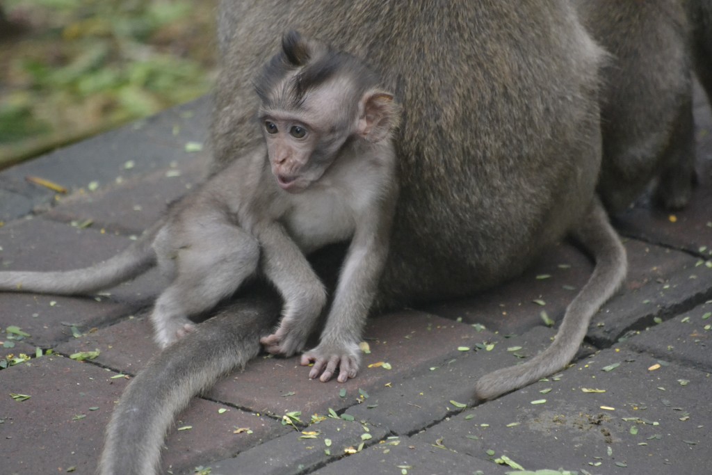 D10 Baby Monkey at Uluwatu, 1.8.13