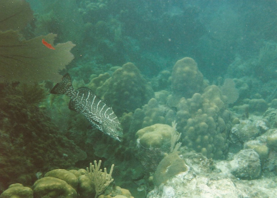 Swimming fish..underwater