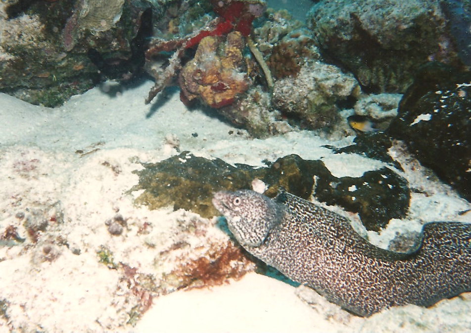 Underwater photos, moray eel