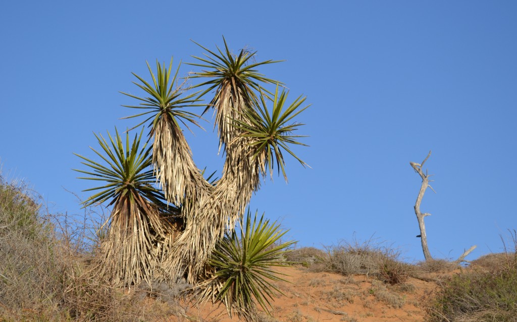 10 Vegetation at Torrey Pines