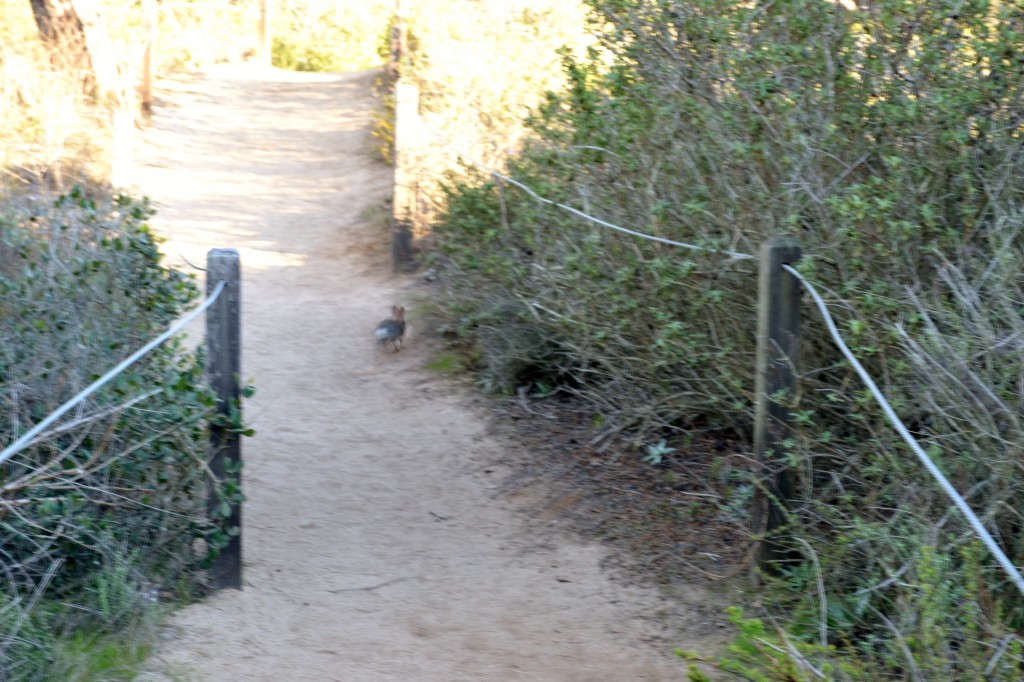 18 Bunny Rabbit on the Trail