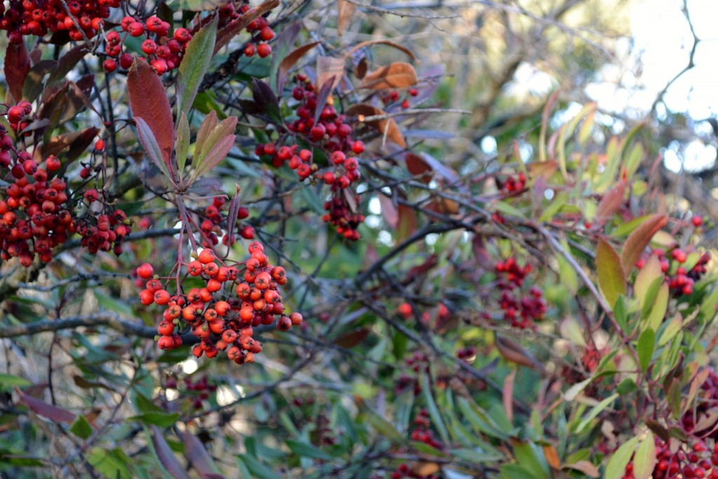 4 ZBerries 1, Torrey Pines State Park, San Diego