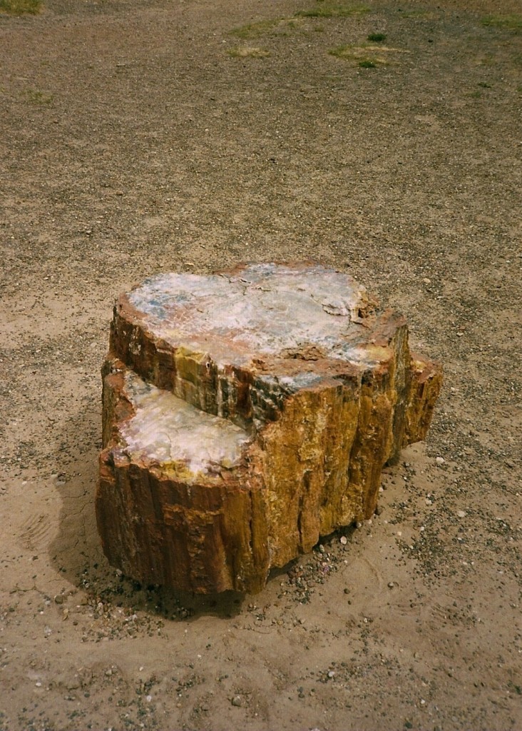000 Petrified Forest