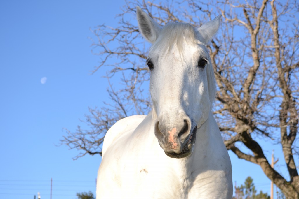 1 White Horse in Julian, CA