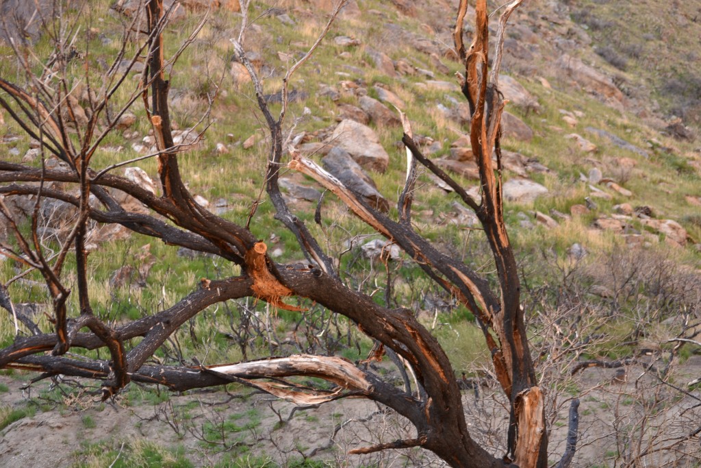 10 Burnt trees in the mountains