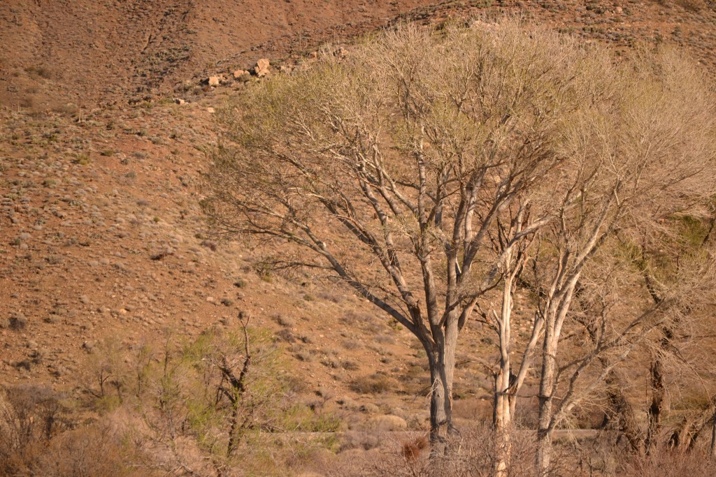 6 Interesting Trees in the Desert, March 2012