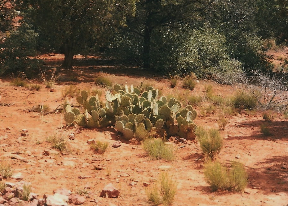 Cacti in Sedona, 1999