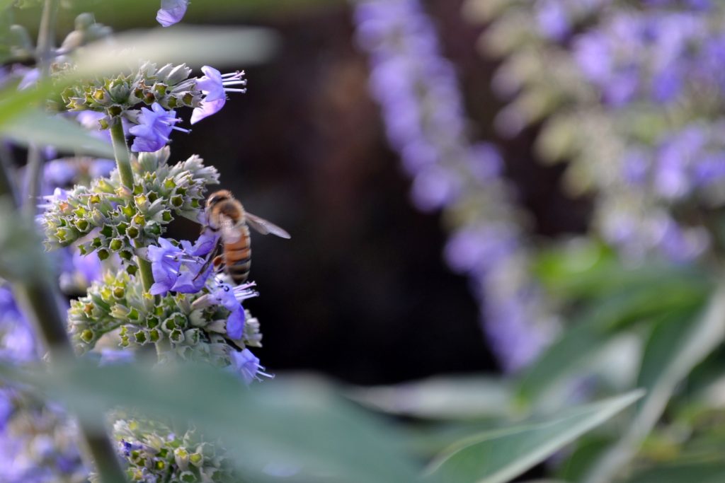 +110730 Bee on a Flower