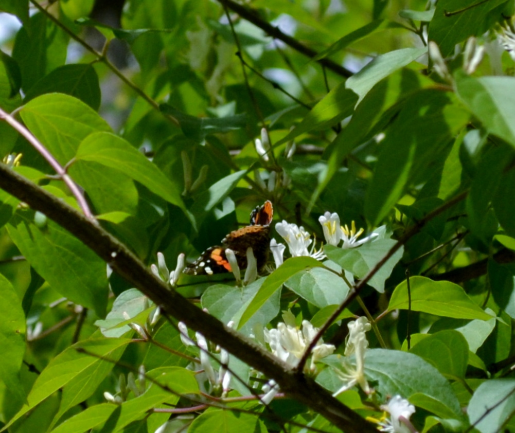 Butterfly in a Tree