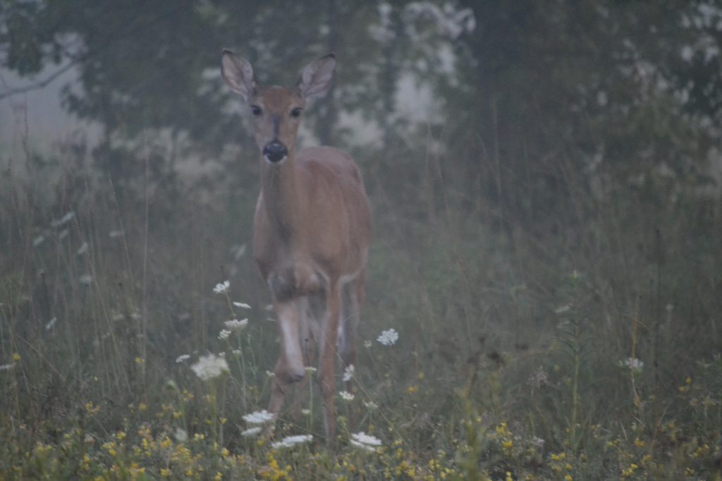 Close up of Deer - Sharon Woods