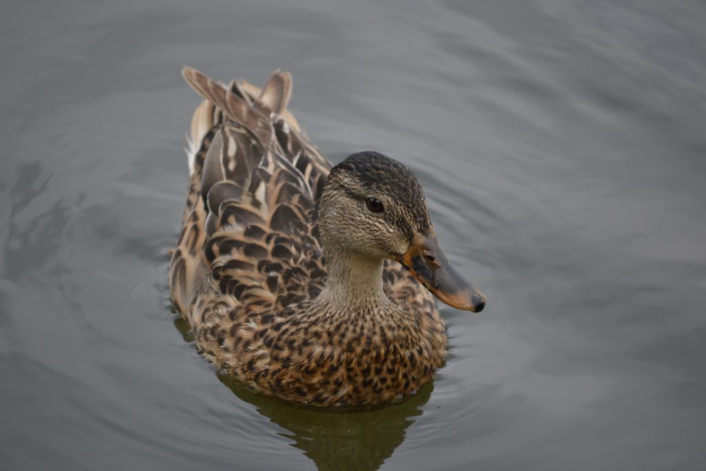 Duck waiting for Food